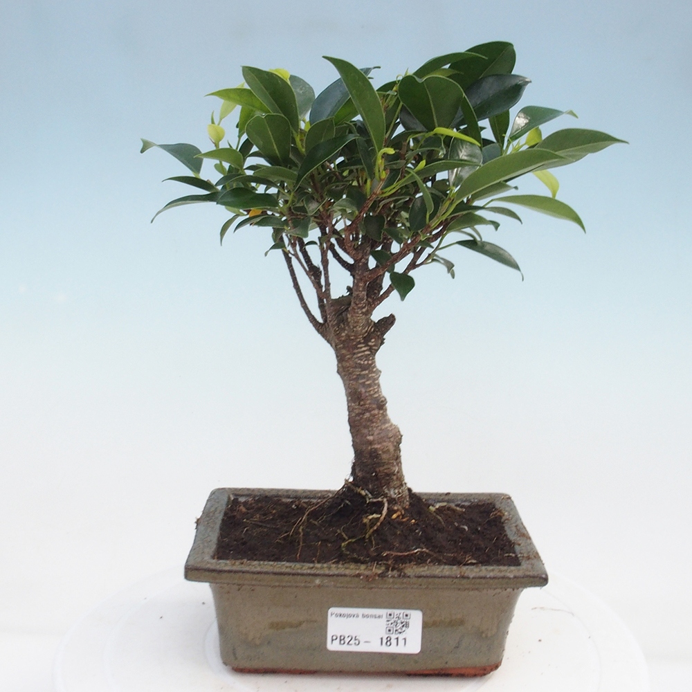 Bonsái de habitación - Ficus retusa - ficus de hoja pequeña