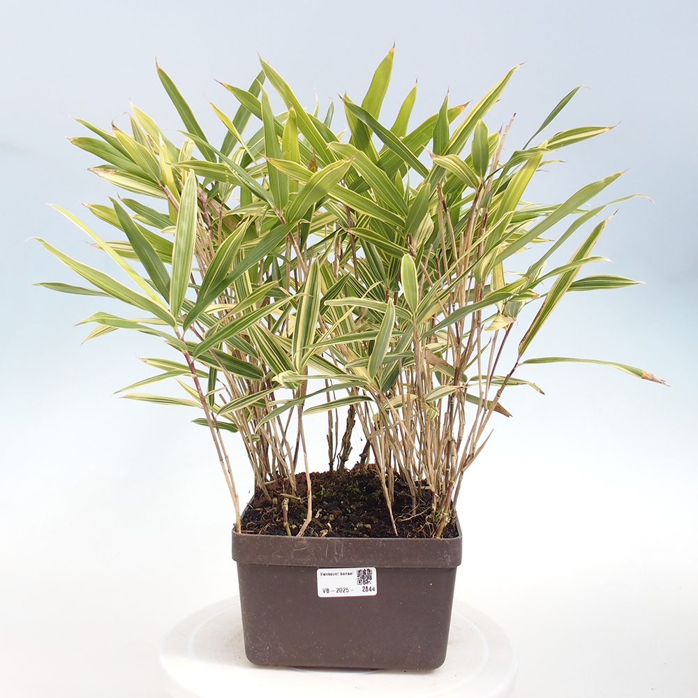 Bonsái de exterior - Sasaella masamuneana Albostriata - Bambú