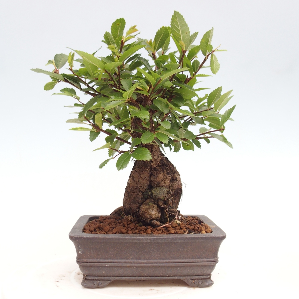 Bonsai de exterior - Zelkova - Zelkova NIRE