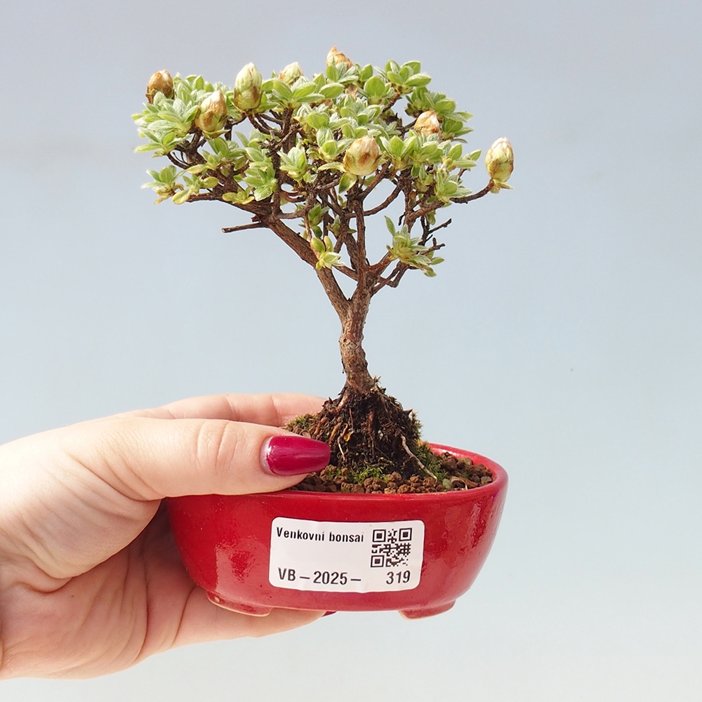 Bonsái de exterior - Rhododendron indicum - Azalea japonesa