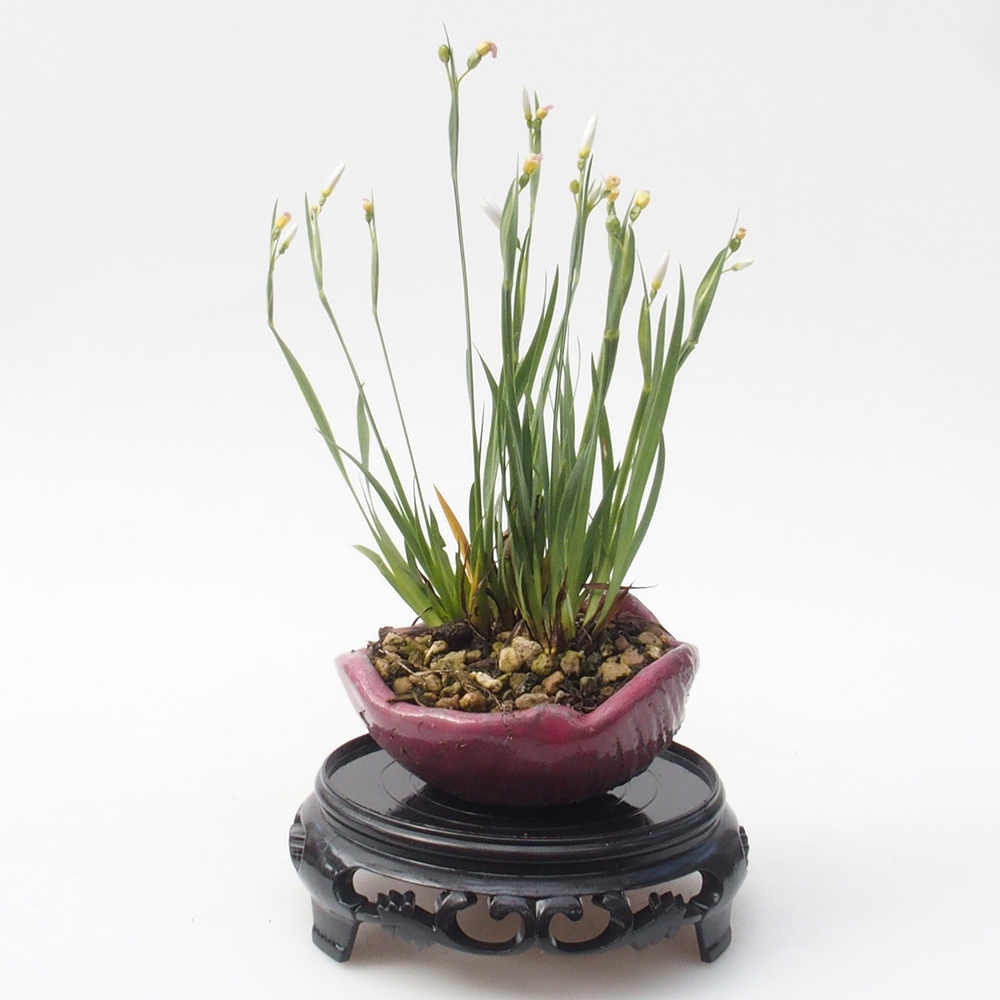 Mesa de plástico para bonsái redonda 11 x 11 x 3,5 cm, color negro