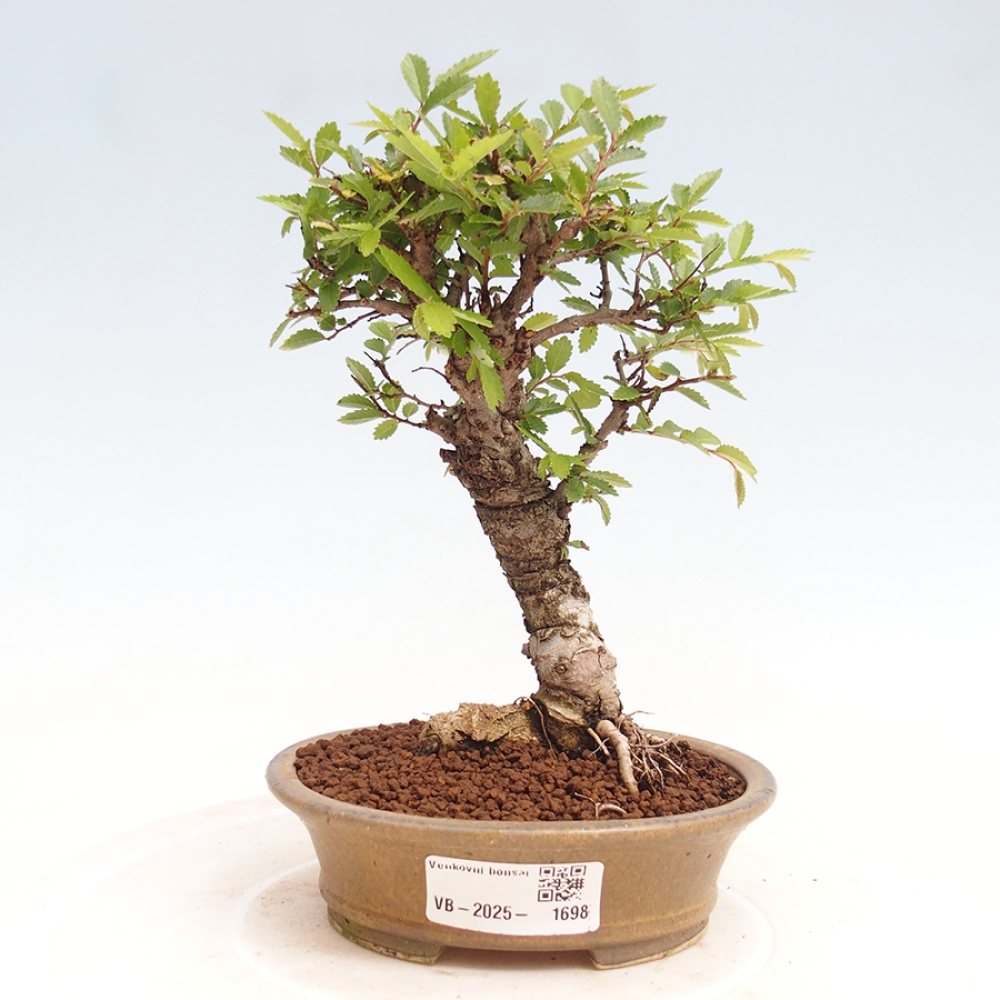 Bonsai de exterior - Zelkova - Zelkova NIRE