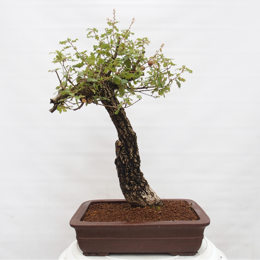 Yamadori - Quercus Ilex - Acebo de encina