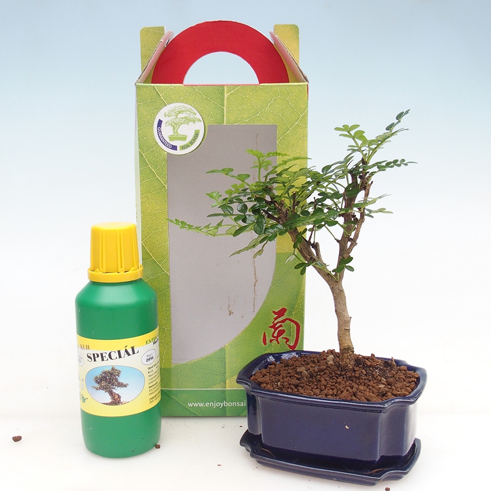 Bonsái de habitación en caja de regalo Zantoxylum piperitum - Pimentero