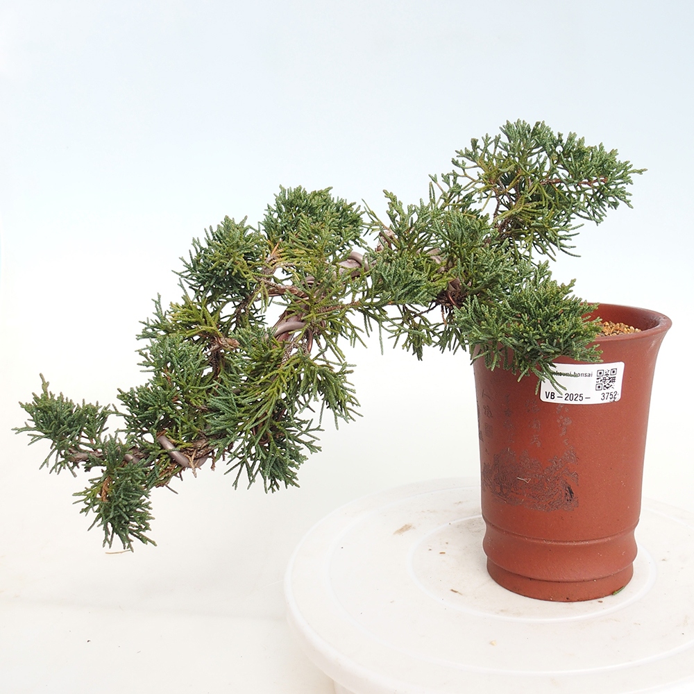 Bonsái de exterior - Juniperus chinensis Kishu