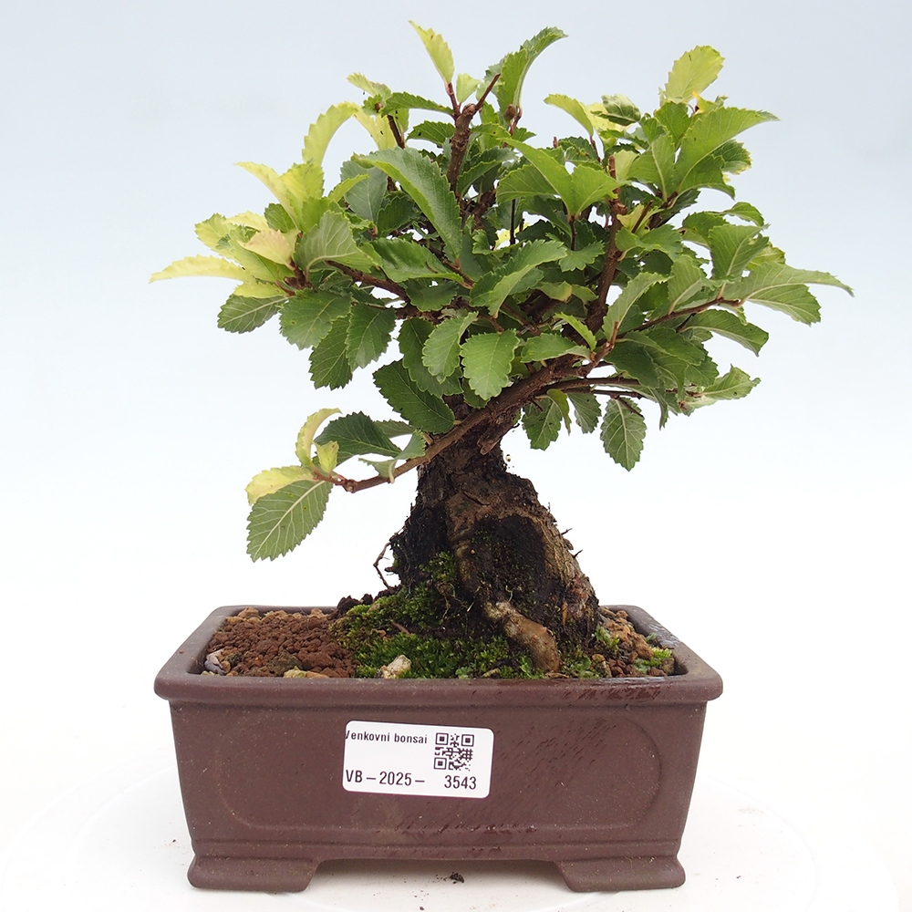 Bonsai de exterior - Zelkova - Zelkova NIRE