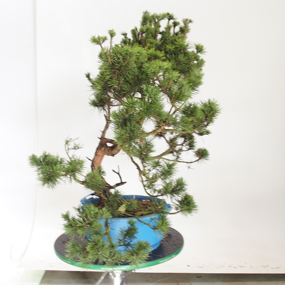 Yamadori - Pinus sylvestris España
