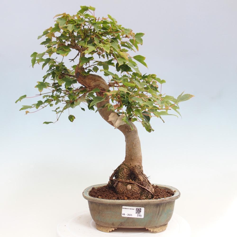 Bonsai de exterior - Acer Buergerianum - Arce hamburgués