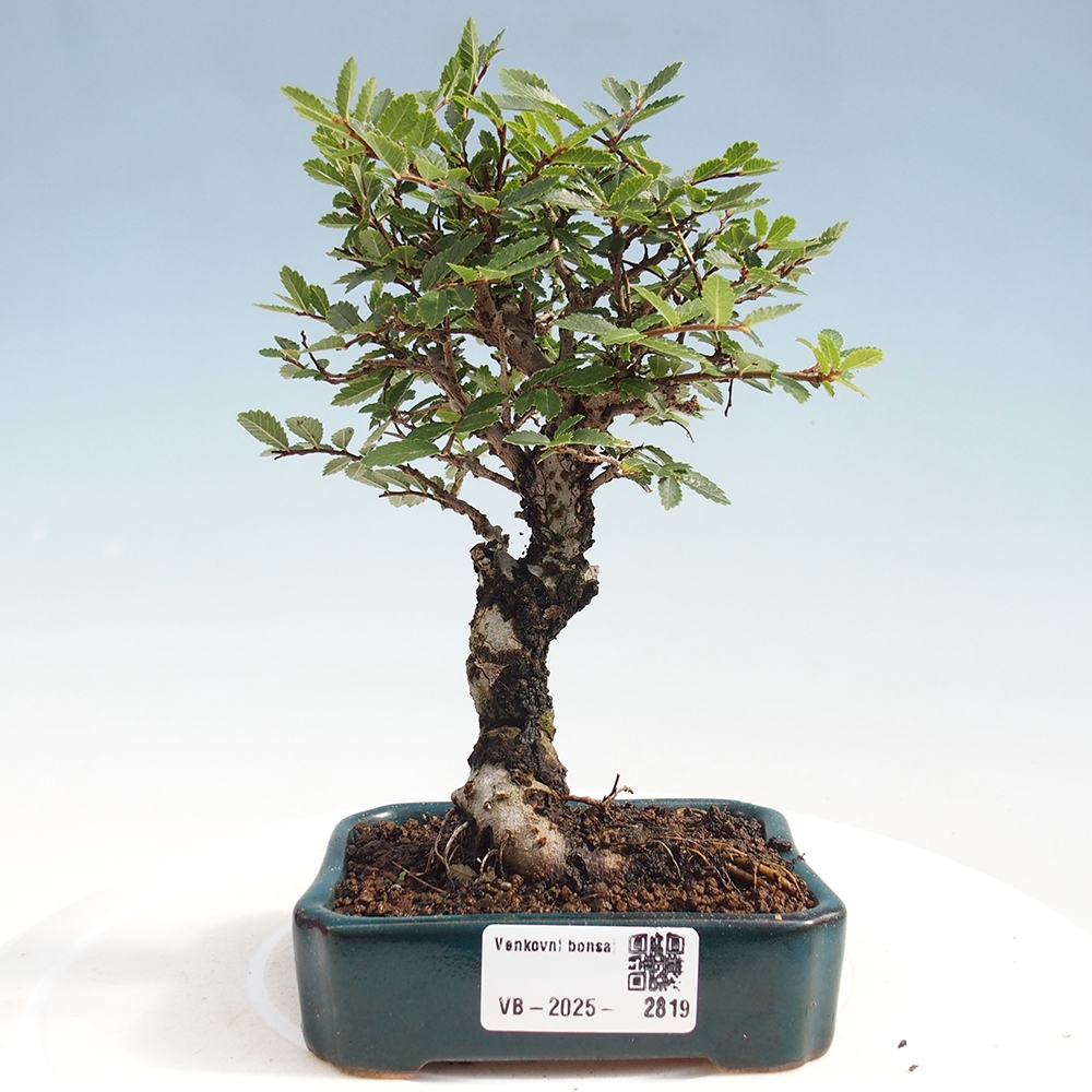 Bonsai de exterior - Zelkova - Zelkova NIRE