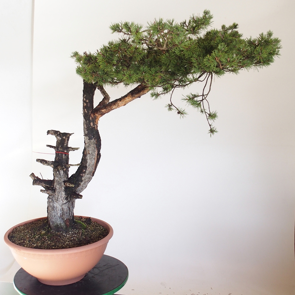 Yamadori - Pinus sylvestris España