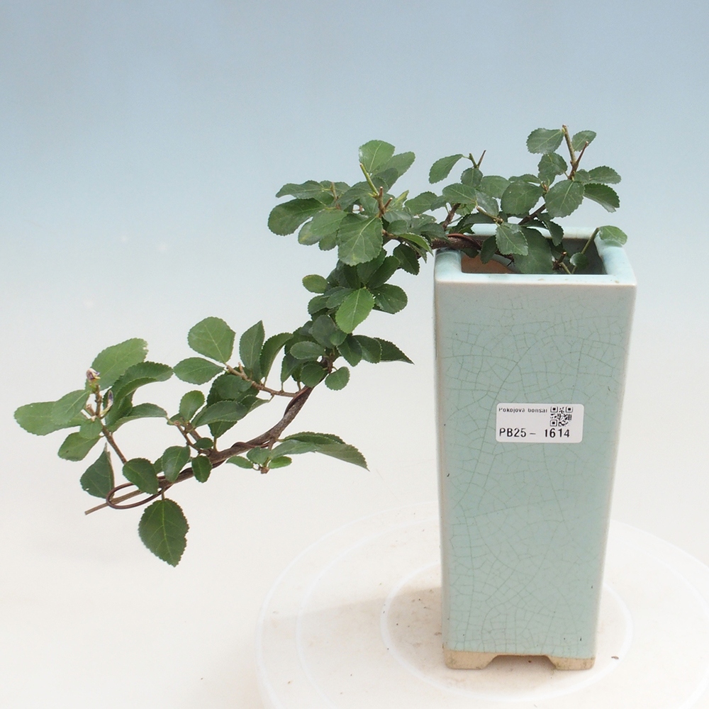 Bonsái de interior - Grewia occidentalis - Estrella de mar lavanda