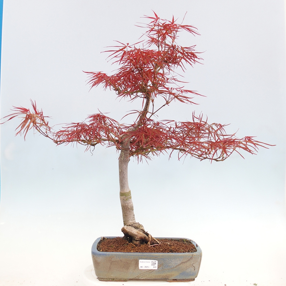 Bonsái de exterior - Acer palmatum RED PYGMY