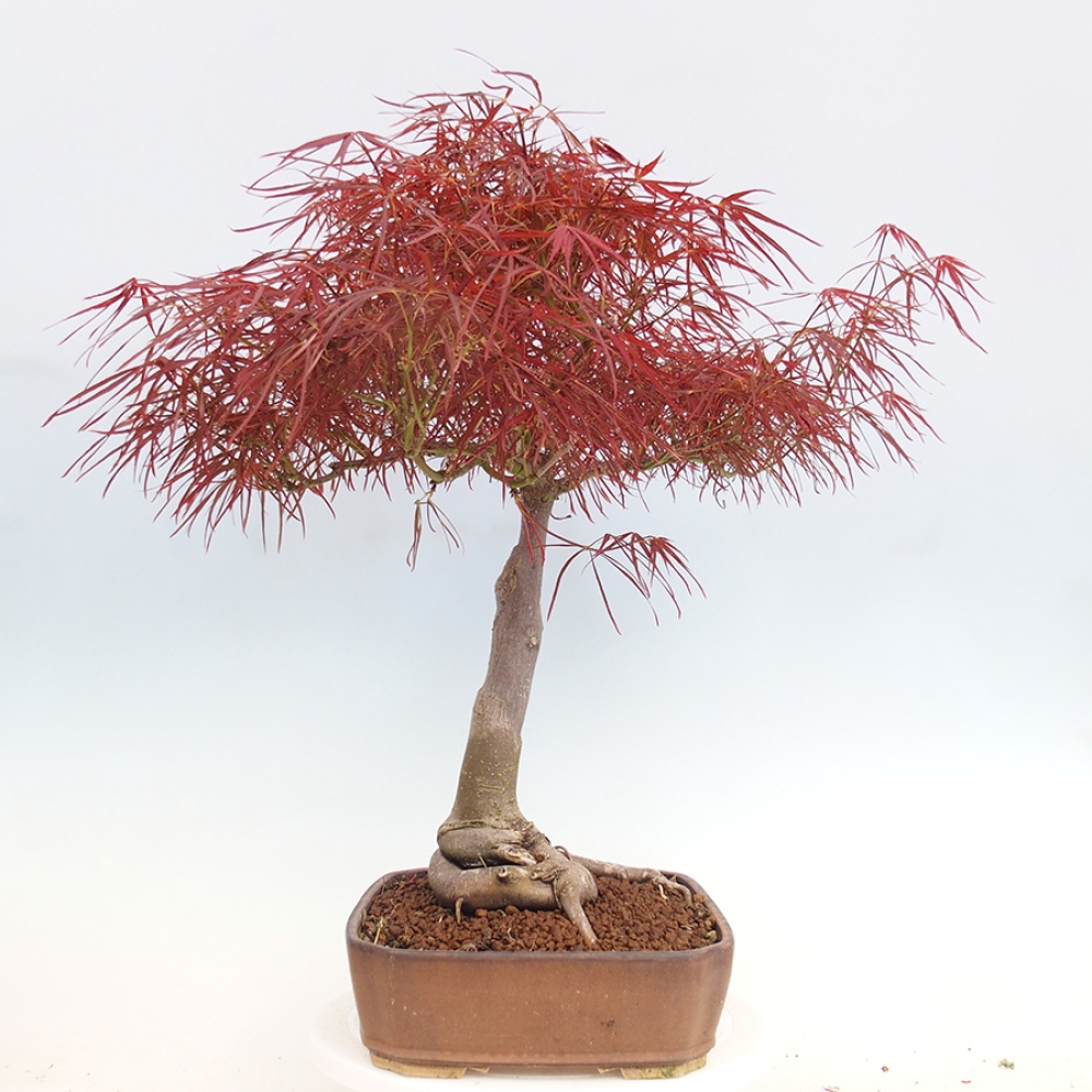 Bonsai de exterior - Acer palmatum RED PYGMY