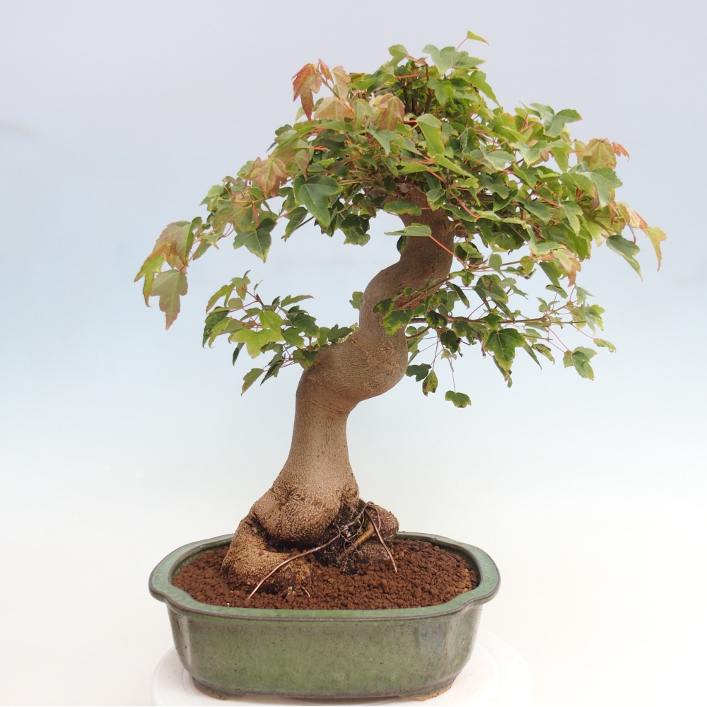 Bonsai de exterior - Acer Buergerianum - Arce hamburgués