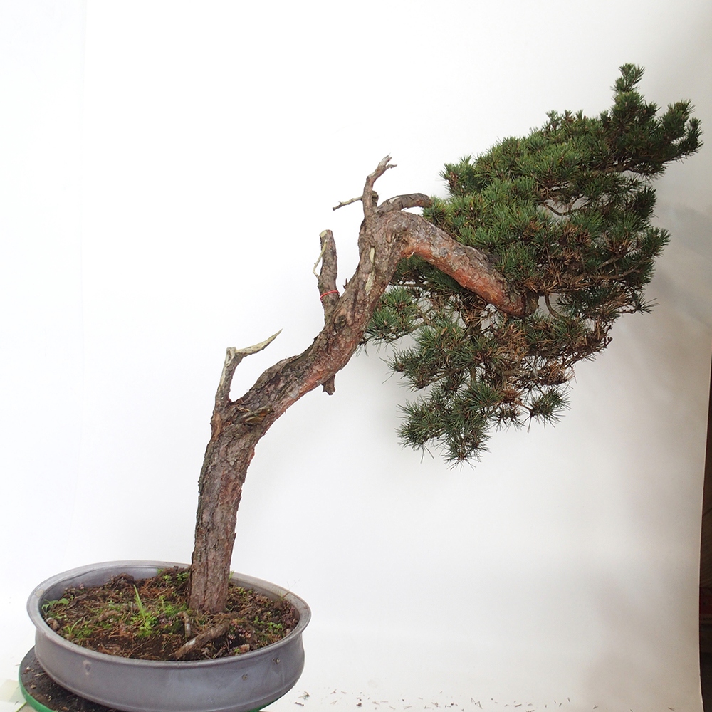 Yamadori - Pinus sylvestris España