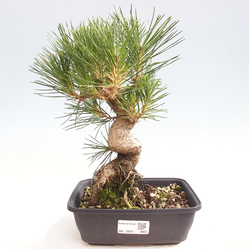 Bonsái de exterior - Pinus thunbergii - Pino Thunberg