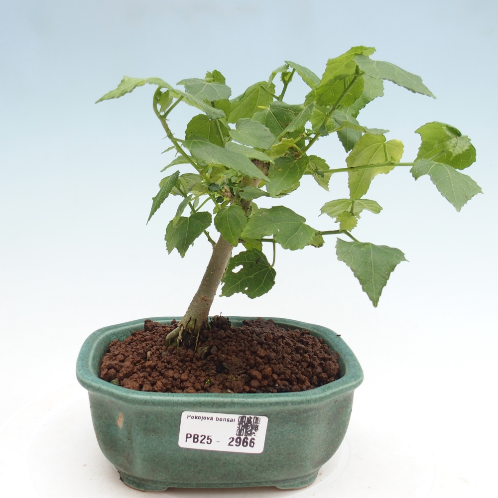 Bonsái de interior - Malvaviscus arboreus