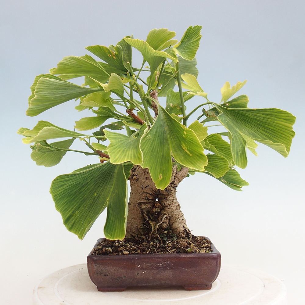 Bonsai de exterior - Ginkgo biloba - Ginkgo biloba