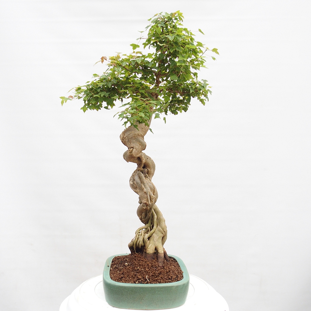 Bonsai de exterior - Acer Buergerianum - Arce hamburgués