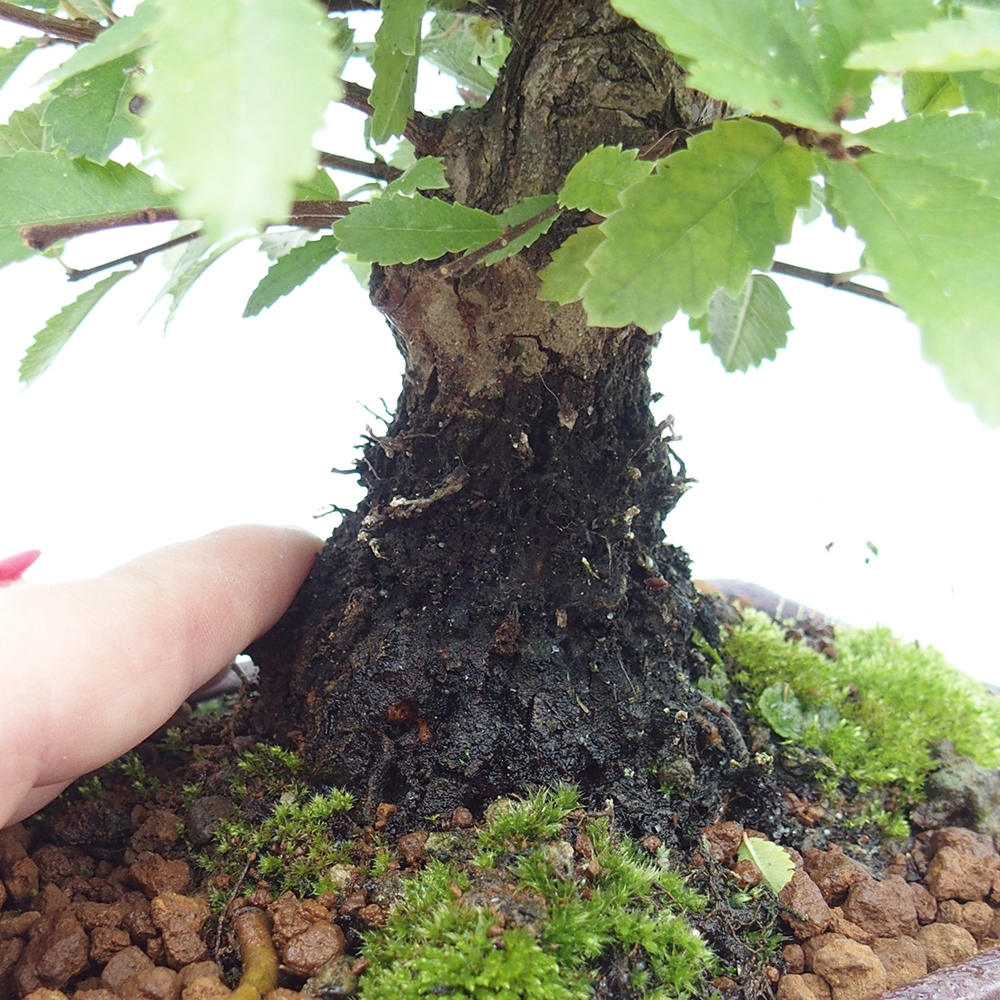 Bonsai de exterior - Zelkova - Zelkova NIRE