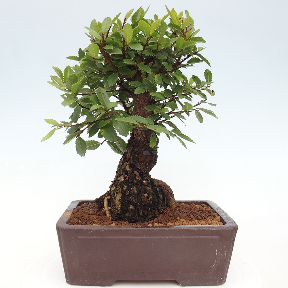 Bonsai de exterior - Zelkova - Zelkova NIRE