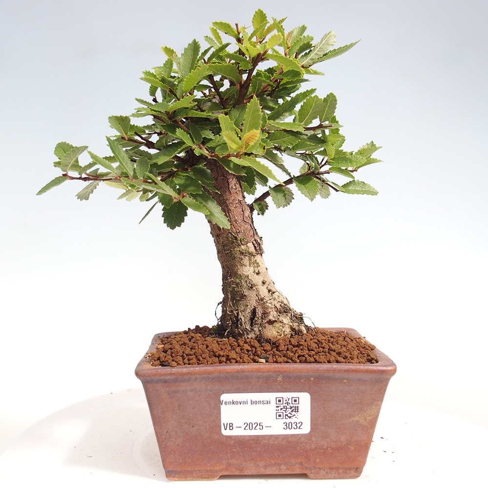 Bonsai de exterior - Zelkova - Zelkova NIRE