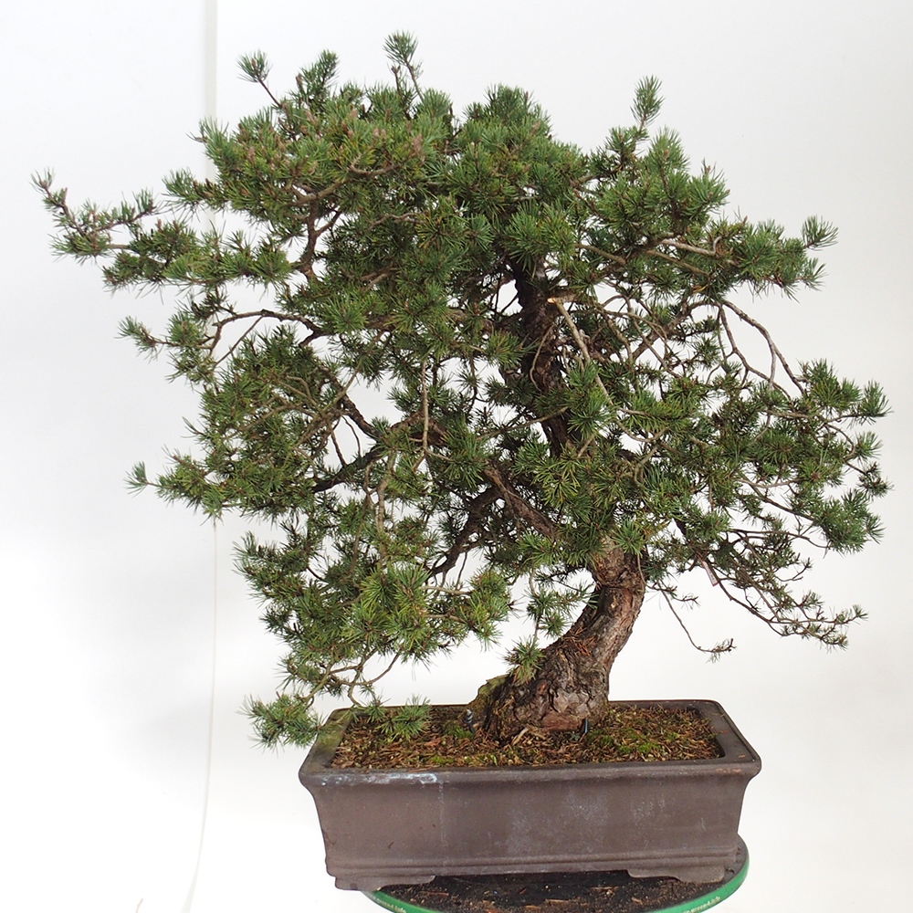 Yamadori - Pinus sylvestris España