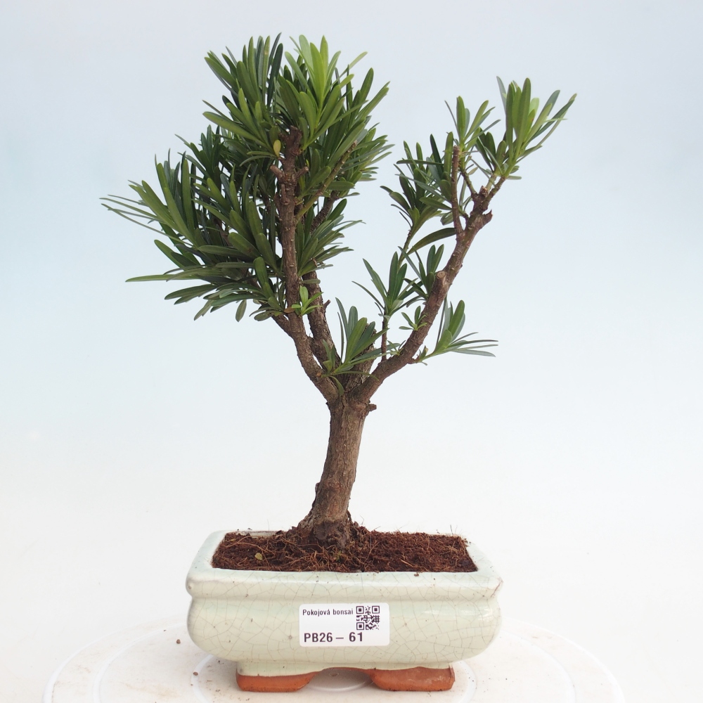 Bonsái de habitación - Podocarpus - Tejo de piedra