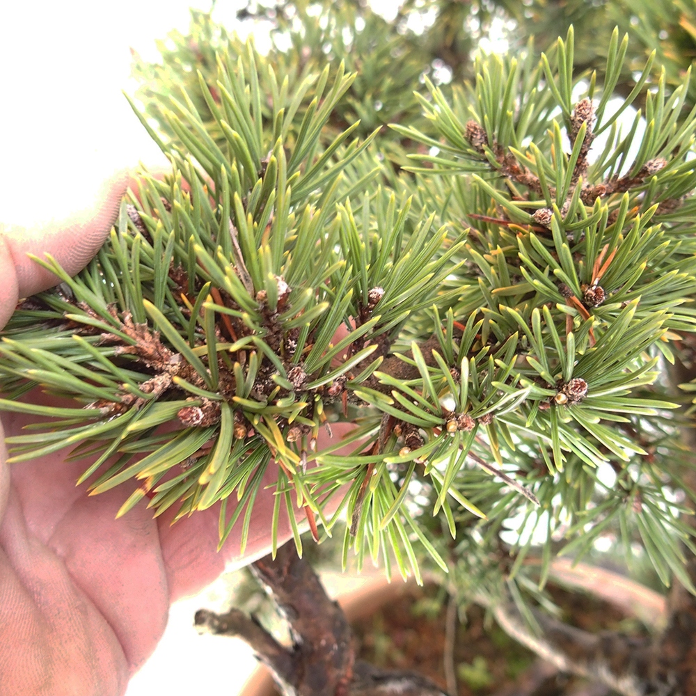 Yamadori - Pinus sylvestris España