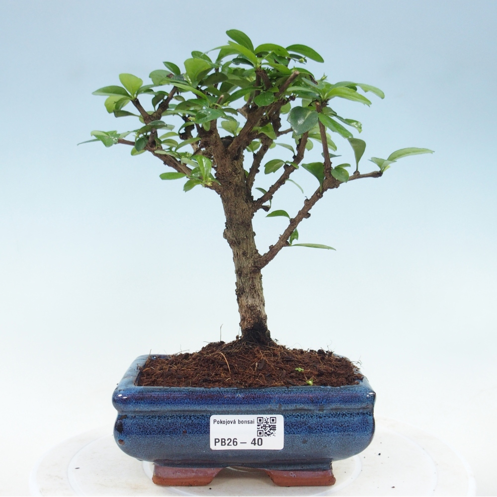 Bonsái de habitación - Carmona macrophylla - Tea fuki