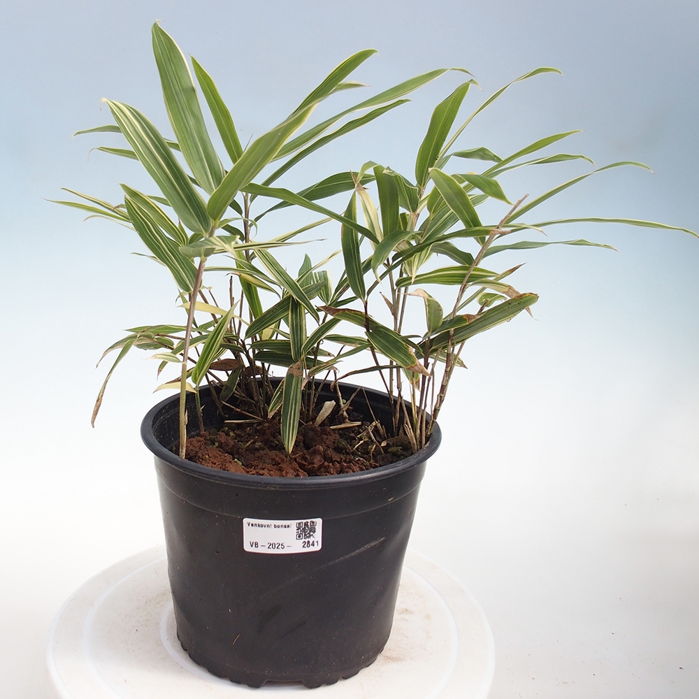 Bonsái de exterior - Sasaella masamuneana Albostriata - Bambú