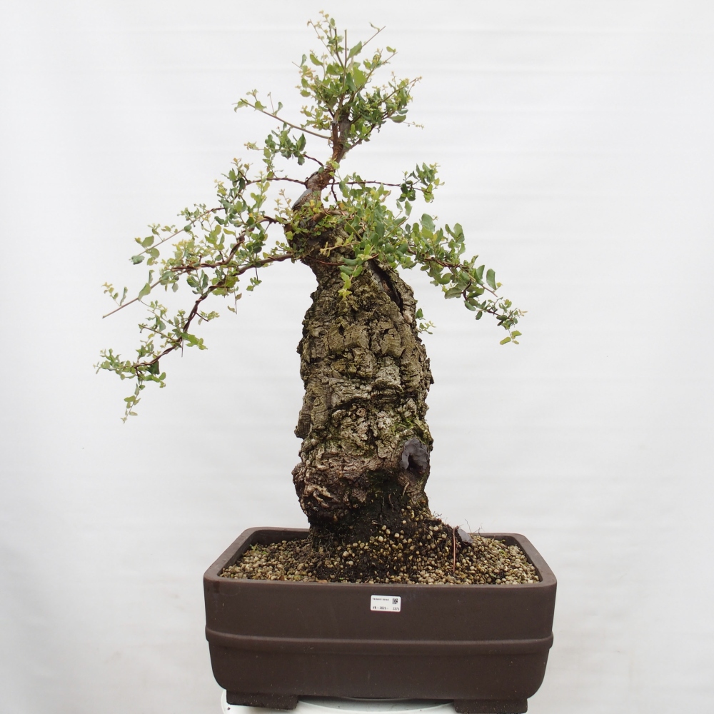 bonsai de exterior Quercus suber - Alcornoque