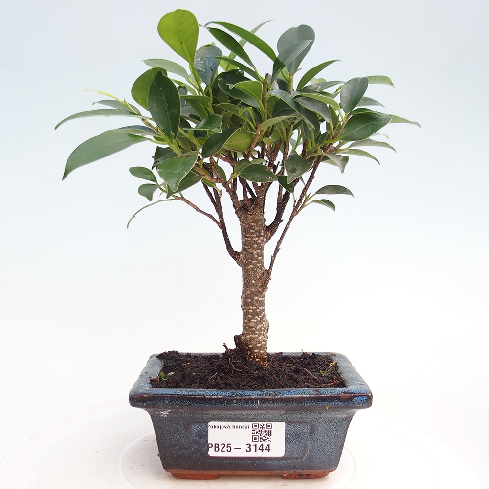 Habitación bonsái Ficus retusa kimmen