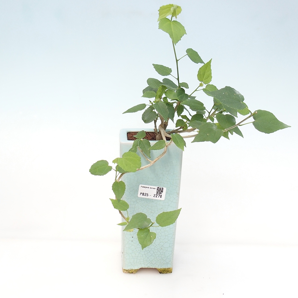 Bonsái de interior - Malvaviscus arboreus