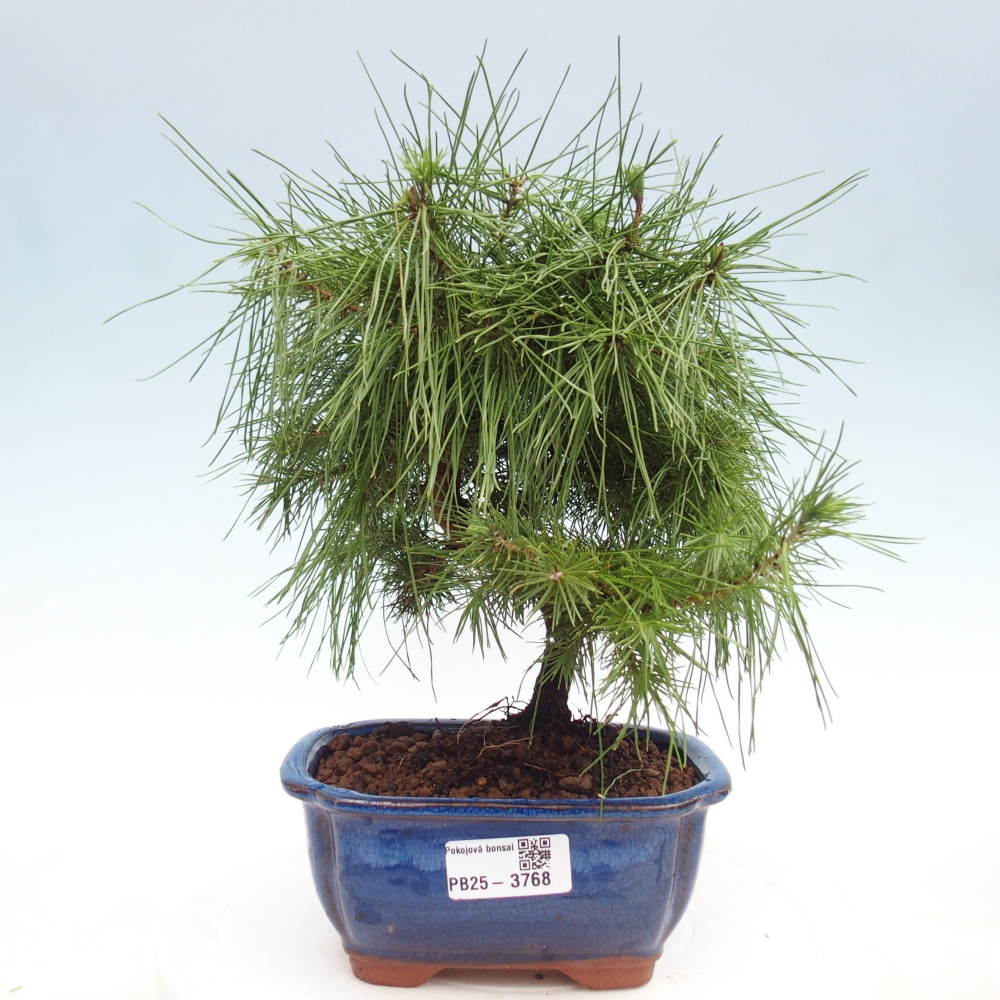 Sala bonsái-Pinus halepensis-Pino de Alepo