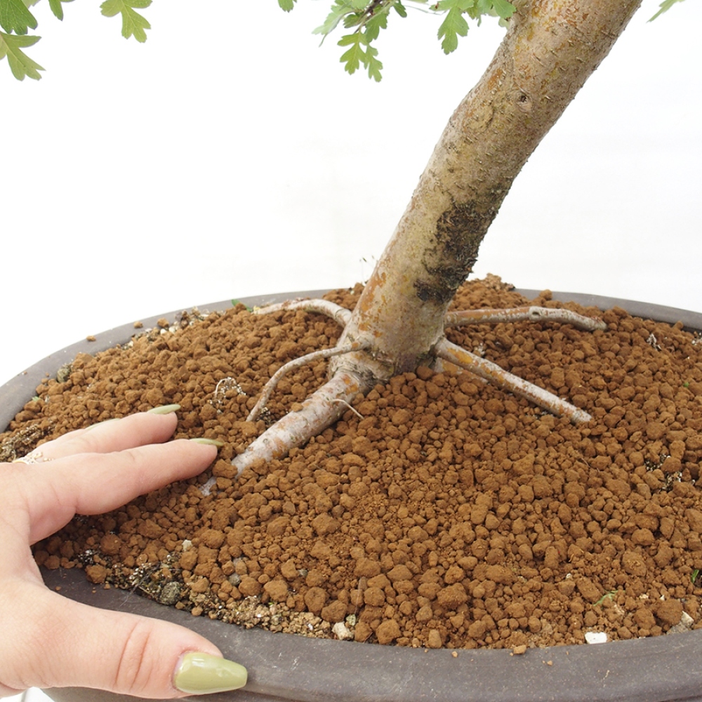 Bonsái de exterior - Espino blanco - Crataegus monogyna