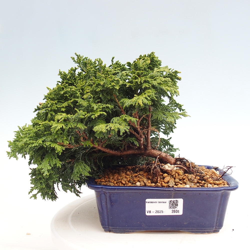 Bonsai de exterior - Cham.pis Parslori - Ciprés