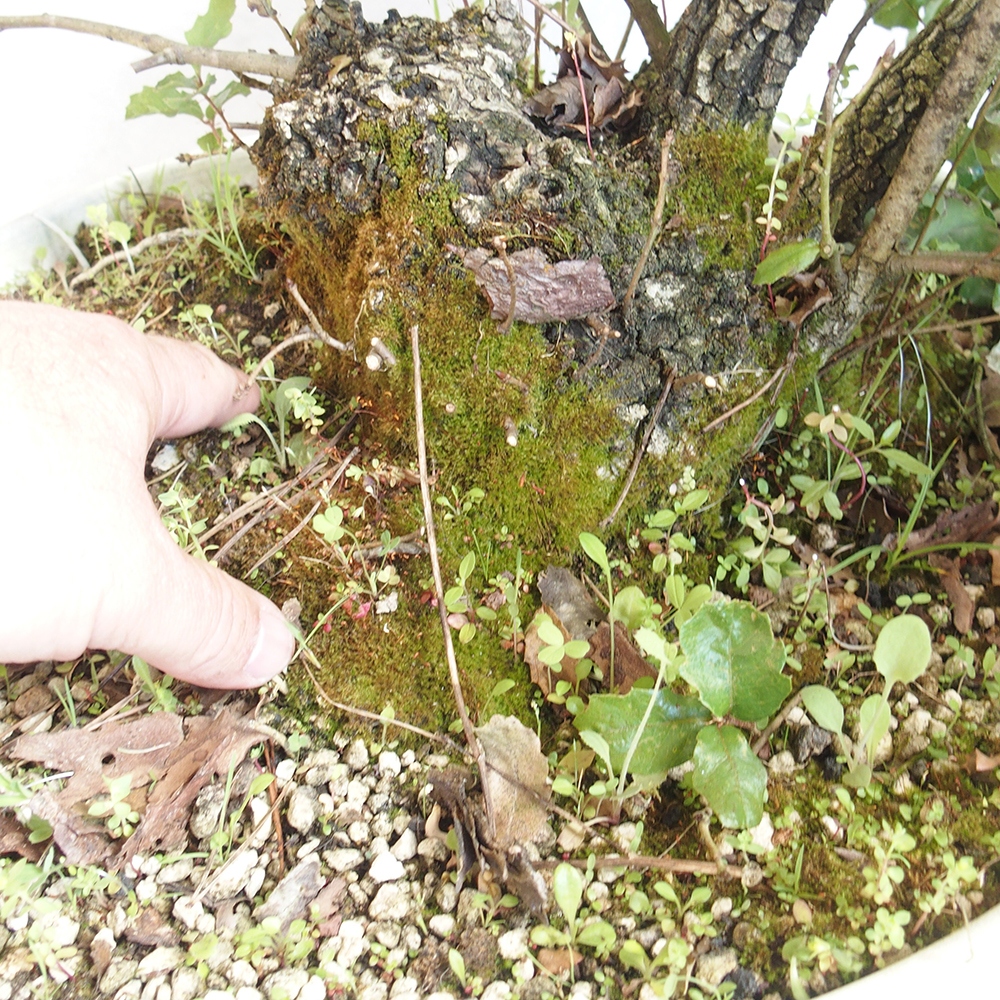 Bonsái de exterior Quercus Cerris - Roble Cer