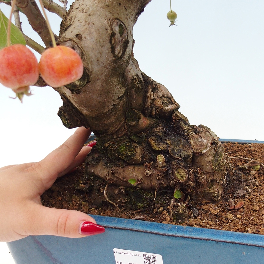 Bonsái de exterior -Malus halliana - Manzano de fruto pequeño