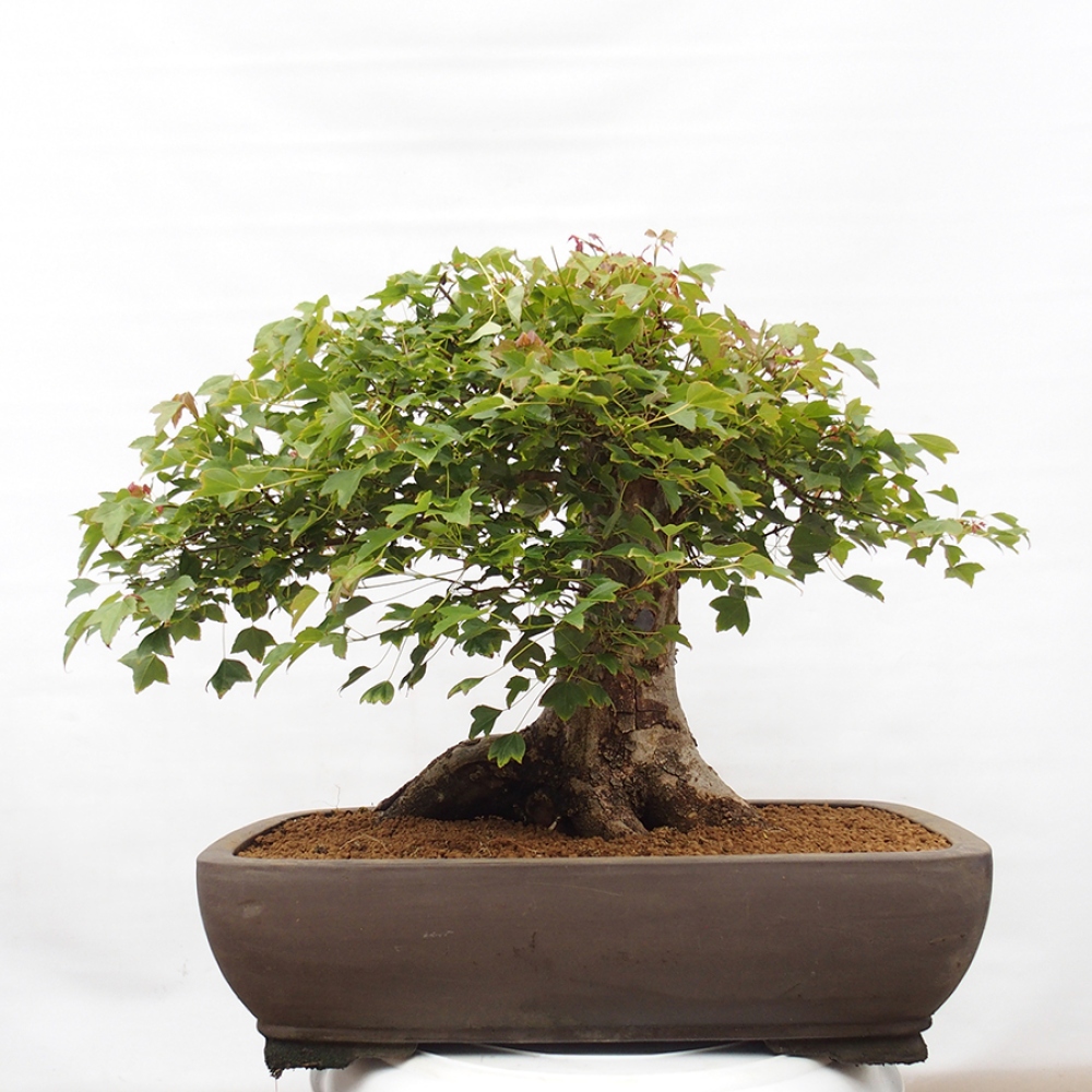 Bonsai de exterior - Acer Buergerianum - Arce hamburgués