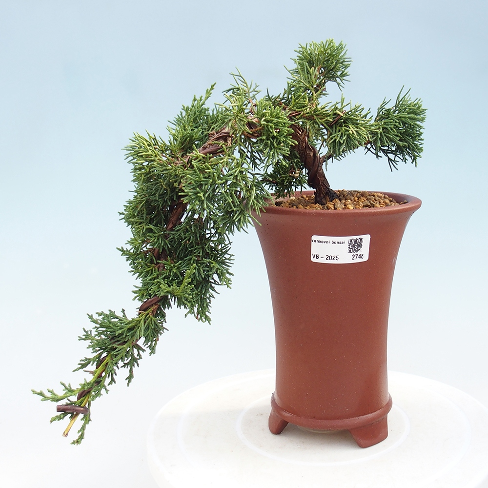 Bonsái de exterior - Juniperus chinensis Kishu