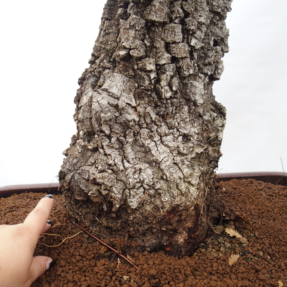 Yamadori - Quercus Ilex - Acebo de encina