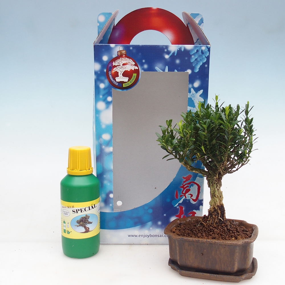 Bonsái de habitación en caja de regalo Buxus harlandii - buxus de corcho