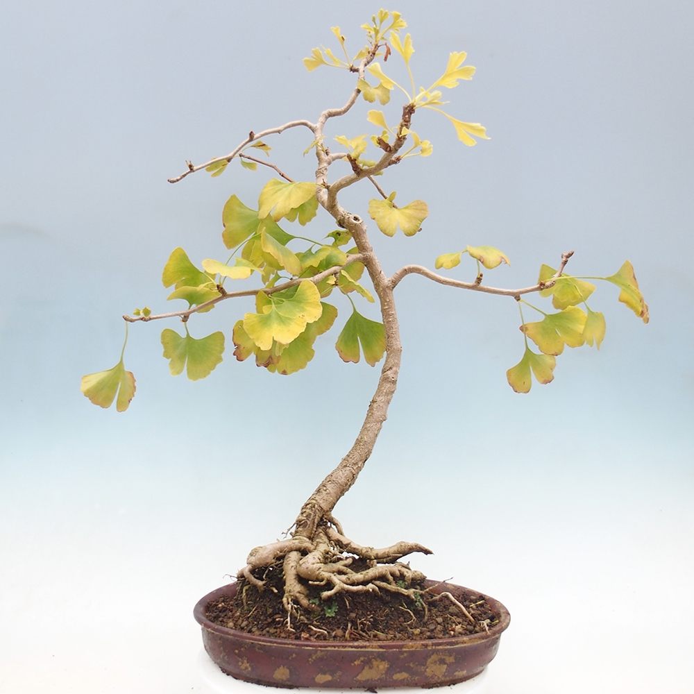 Bonsai de exterior - Ginkgo biloba - Ginkgo biloba