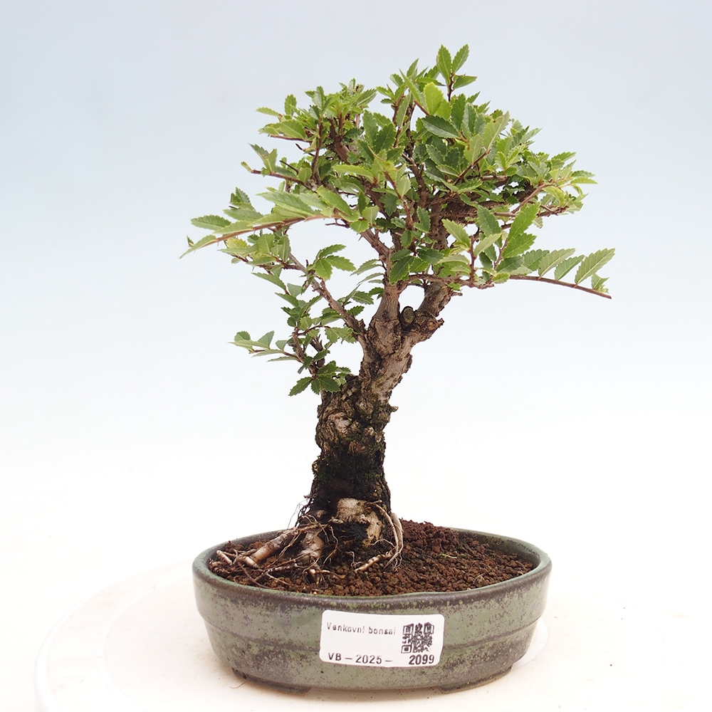 Bonsai de exterior - Zelkova - Zelkova NIRE