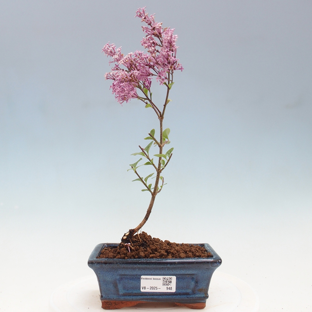 Bonsai de exterior - Syringa Meyeri Palibin - Lila de Meyer