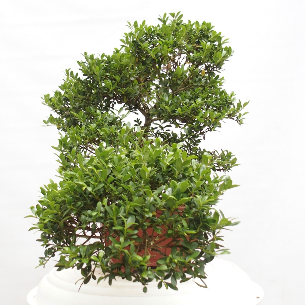Bonsái de habitación - Ilex crenata - Acebo