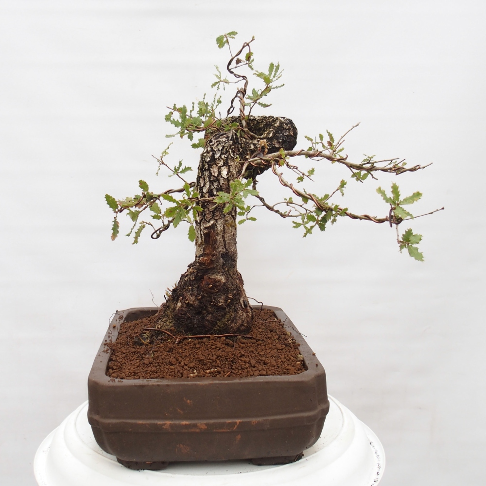 Yamadori - Quercus Ilex - Acebo de encina
