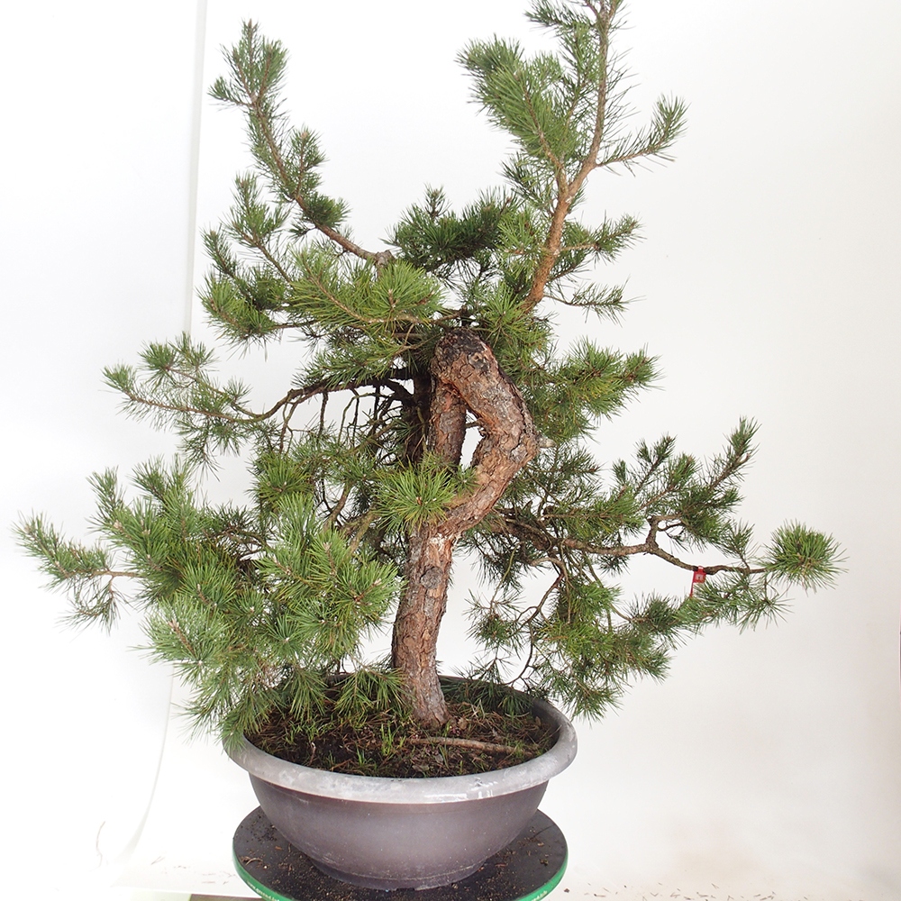 Yamadori - Pinus sylvestris España