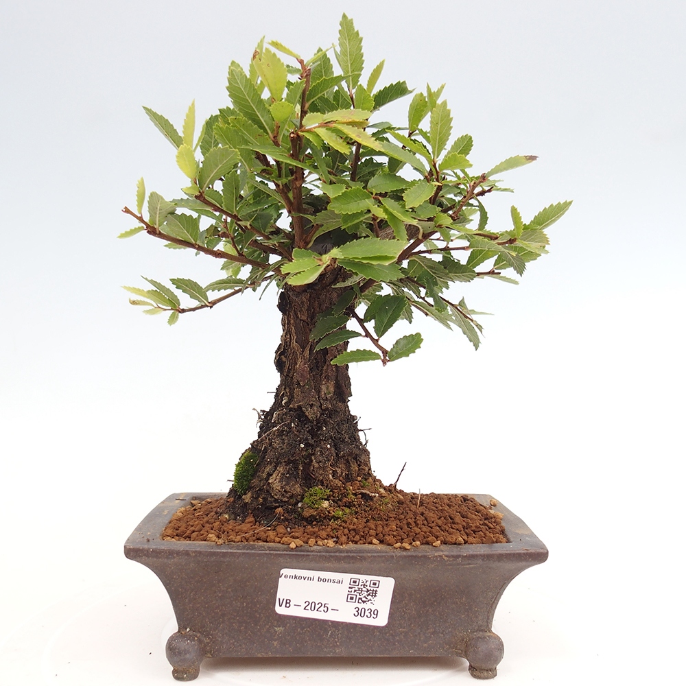 Bonsai de exterior - Zelkova - Zelkova NIRE